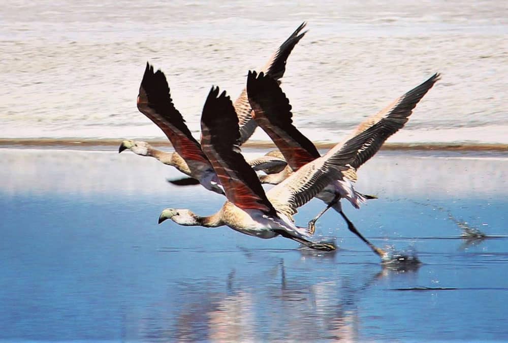 Flamingos in Laguna Colorada in Uyuni, Bolivia